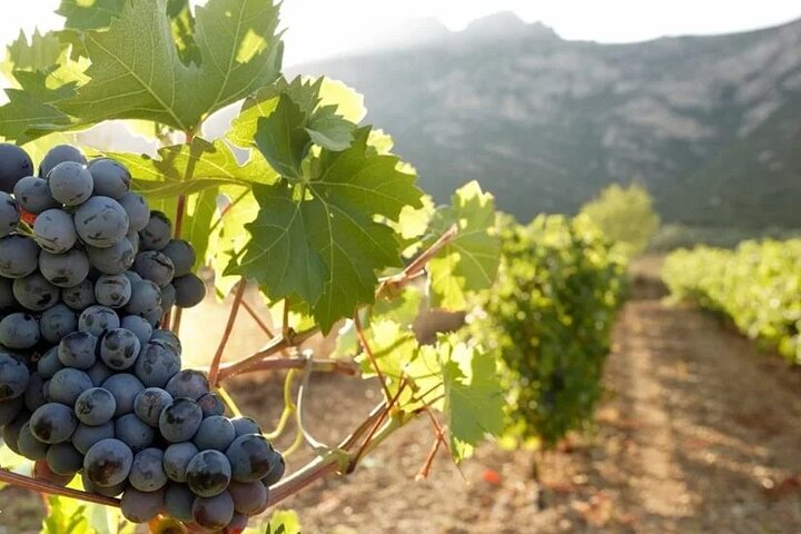 Agiorgitiko black grapes