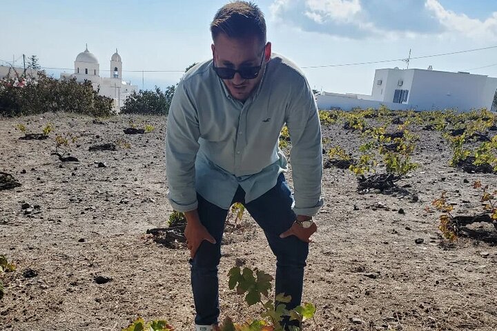 Learning about the unique vines of Santorini
