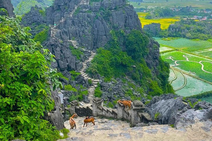 Hanoi: Ninh Binh Wonders Hoa Lu, Mua Cave, Tam Coc & Bich Dong