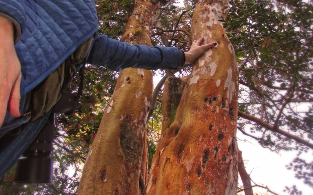 Isla Victoria y Bosque de Arrayanes Tour en barco desde Bariloche