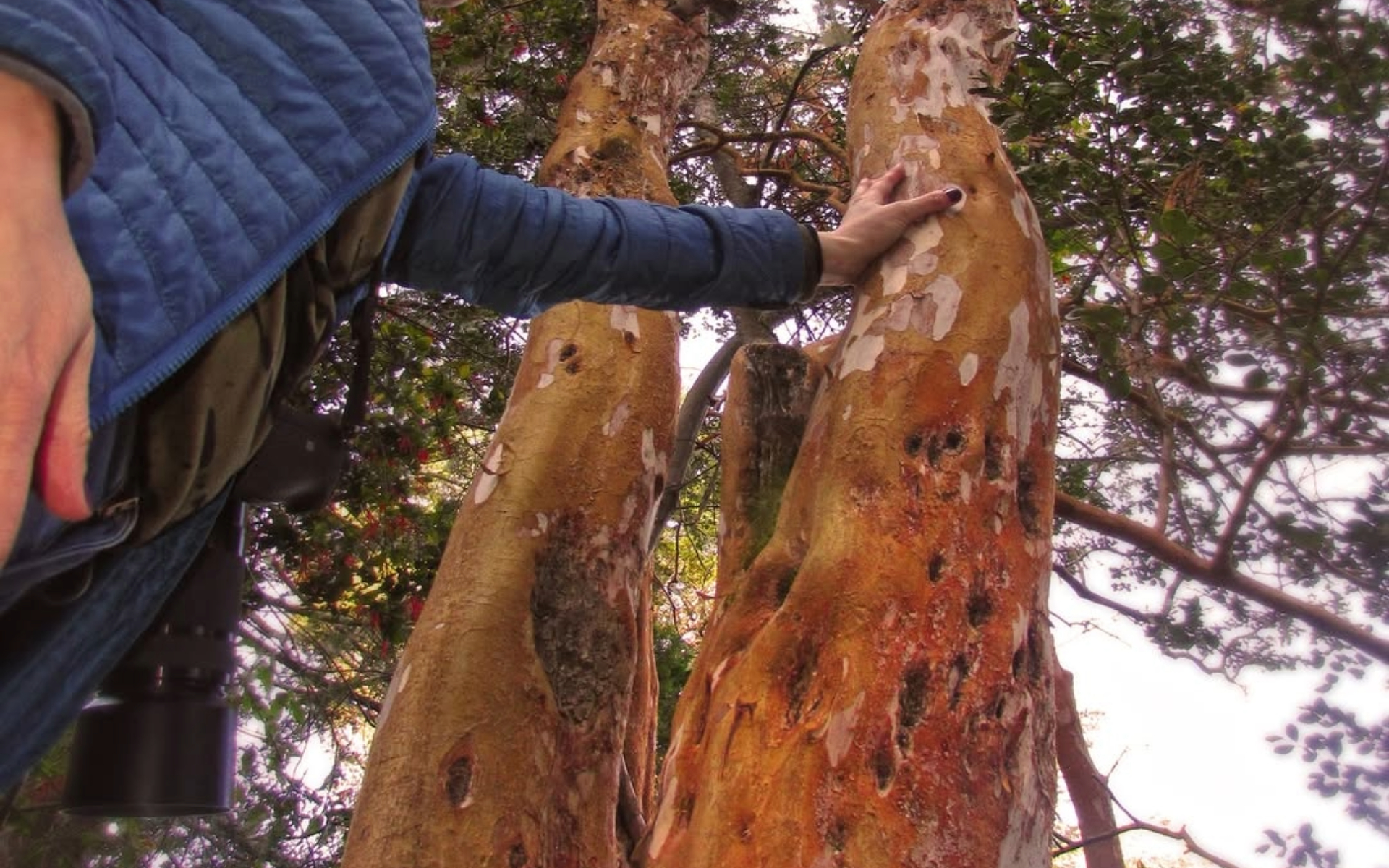 Isla Victoria y Bosque de Arrayanes Tour en barco desde Bariloche