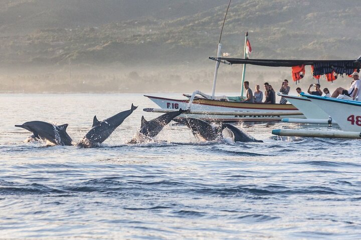 Mesmerizing Dolphins Watching at Lovina Beach