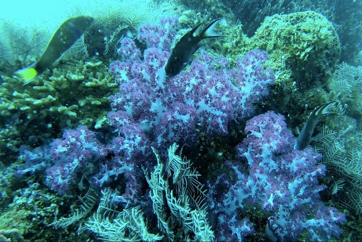 Phu Quoc Pro-Guided Coral Reef Diving Experience