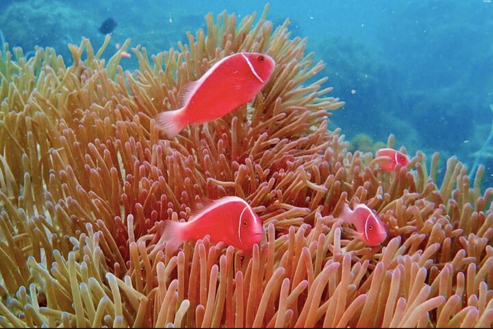 Phu Quoc Pro-Guided Coral Reef Diving Experience