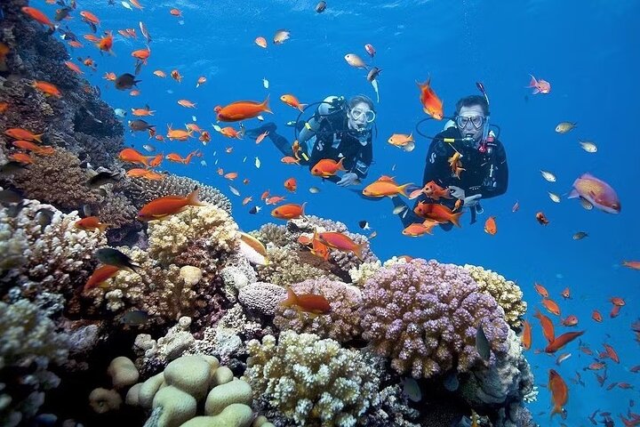Phu Quoc Pro-Guided Coral Reef Diving Experience