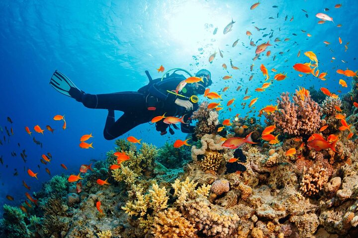 Phu Quoc Pro-Guided Coral Reef Diving Experience