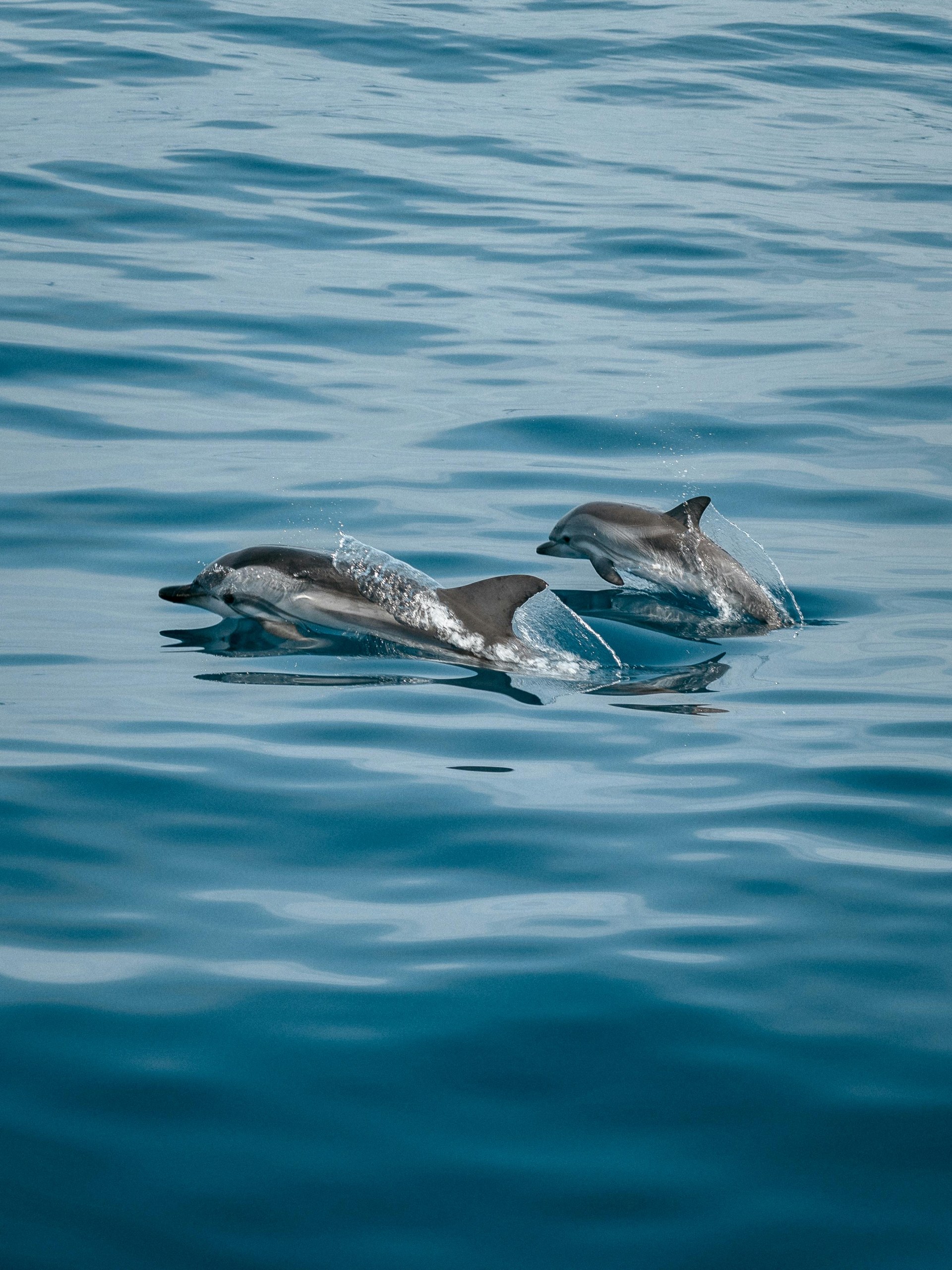Sado Dolphin Watching from Lisbon: Private Full-Day in Setúbal & Arrábida V