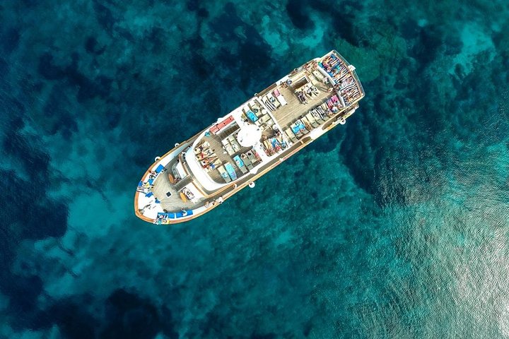 Sea Star - Coral Express