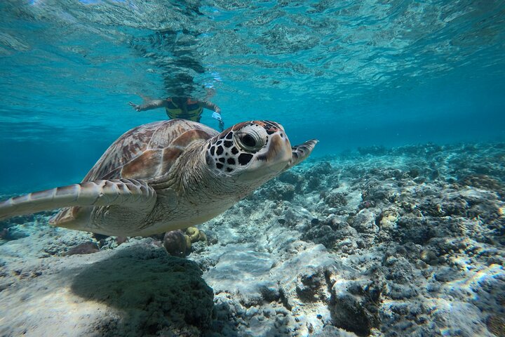 Sharing Snorkeling Trip Gili islands Depart Gili Trawangan