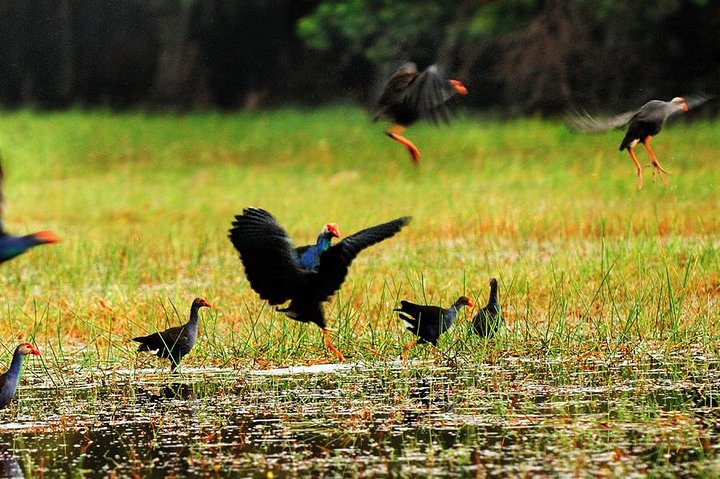 bird in Tam coc