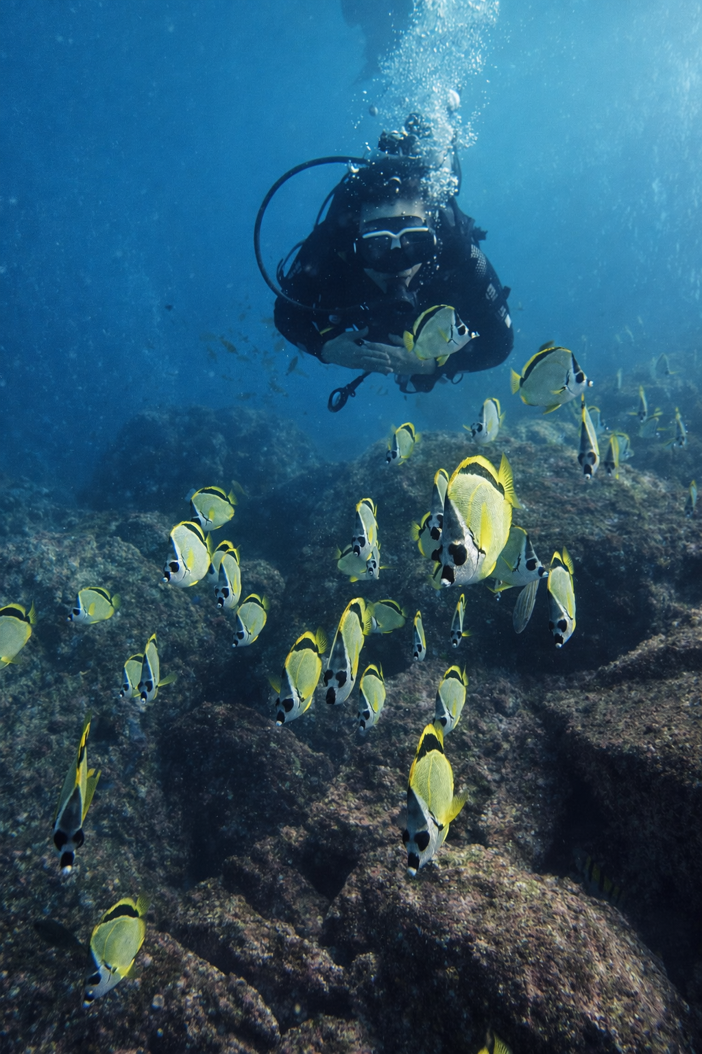 Diver with butterfly fish