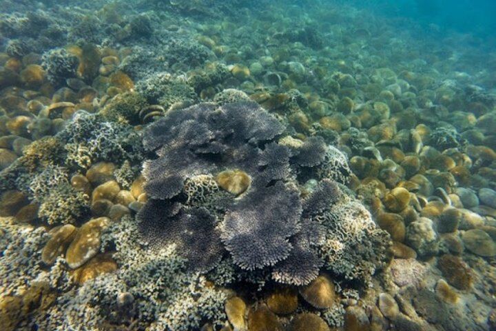 Vinh Hy Bay Snorkeling, Hidden Waterfall Discovery from Mui Ne