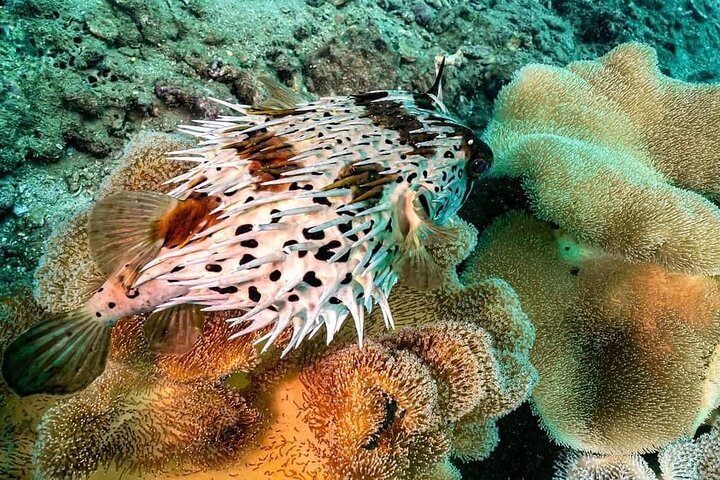 Walking under sea - Snorkeling in Cham Island