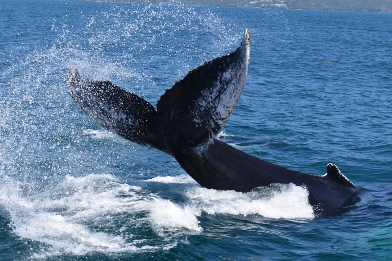 Whale Watching and visit to Cayo Levantado