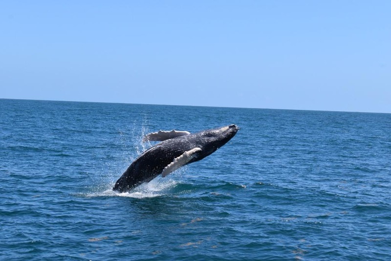 Whale Watching and visit to Cayo Levantado