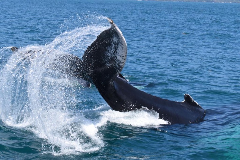 Whale Watching and visit to Cayo Levantado