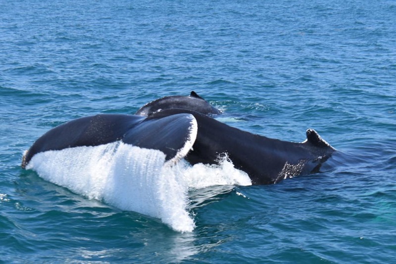 Whale Watching and visit to Cayo Levantado